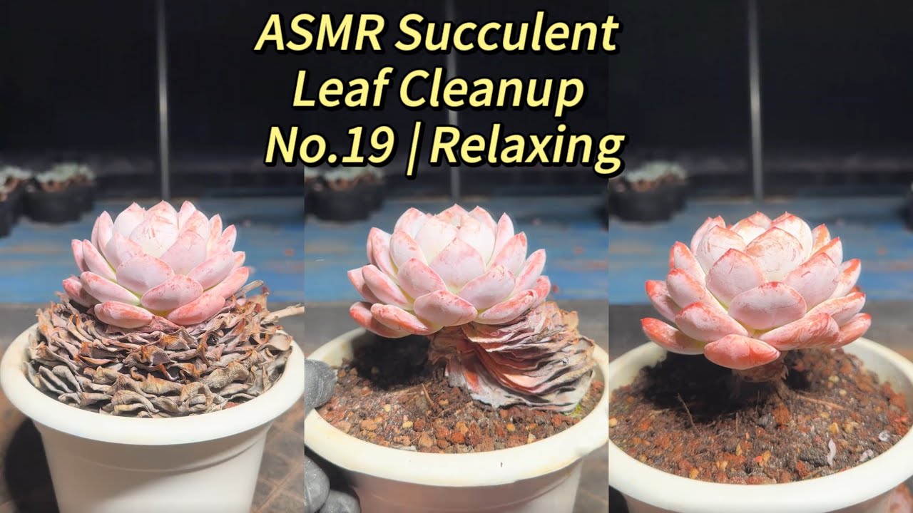 ASMR Succulent Leaf Cleanup No.19 | Relaxing
