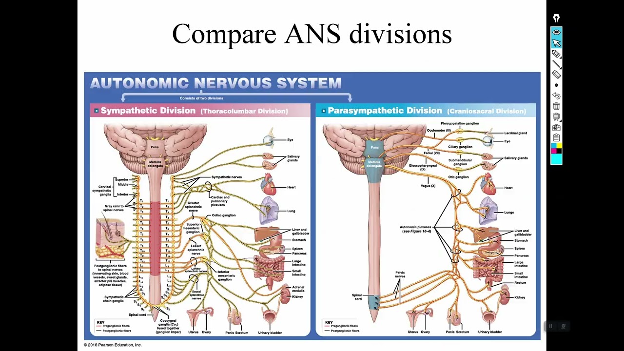 Autonomic Nervous system part 1 sympathetic division