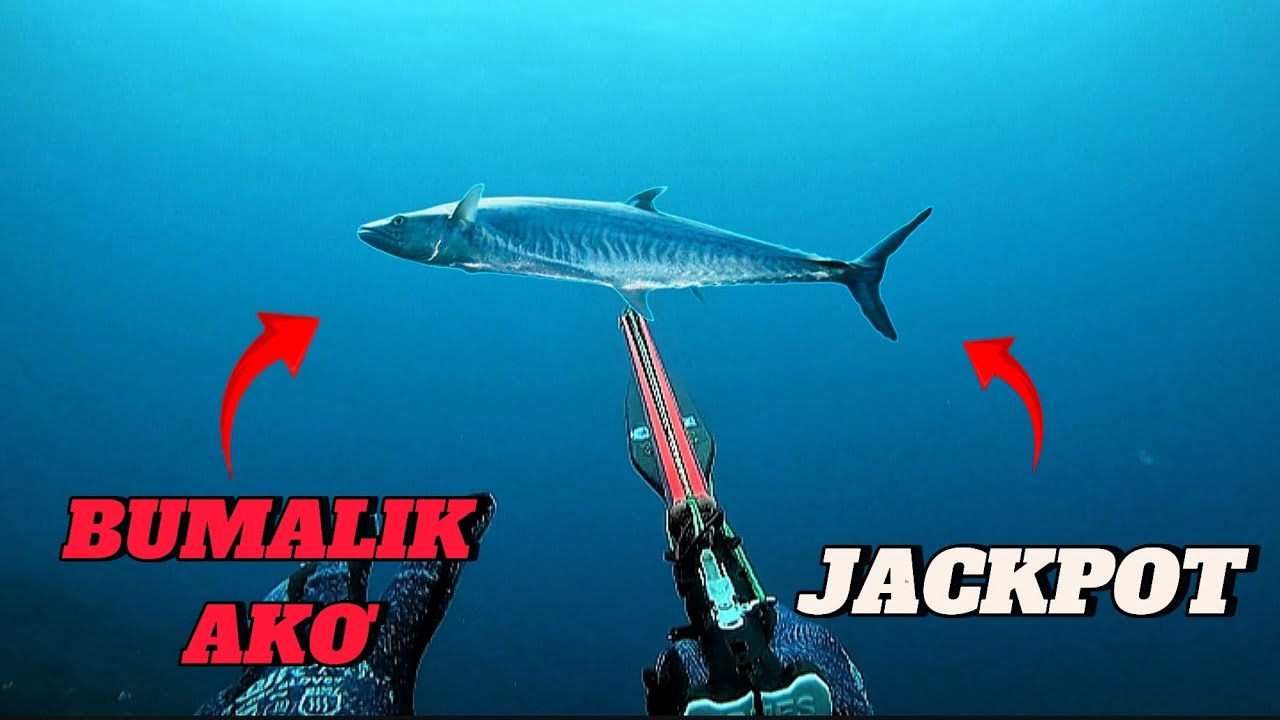 GOOD TO BE BACK UNDERNEATH || SPEARFISHING PHILIPPINES || KING MACKEREL!🏝️💪🎯😱