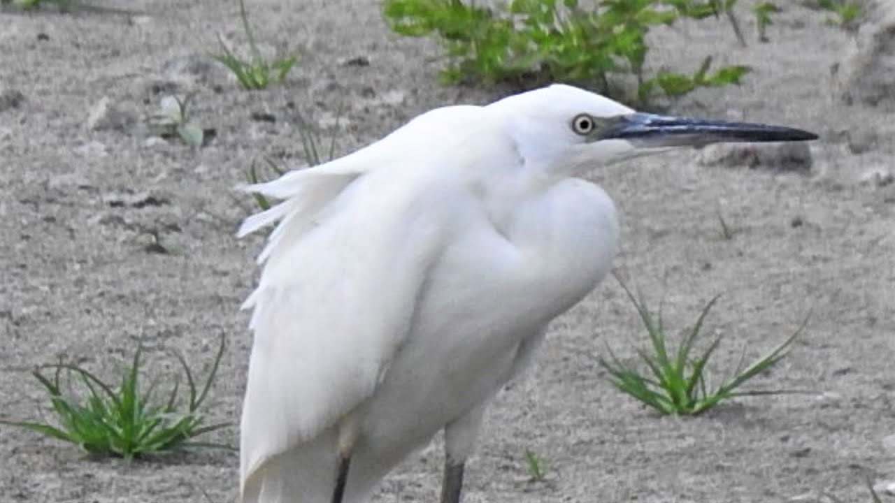 Garzetta (Egretta garzetta)