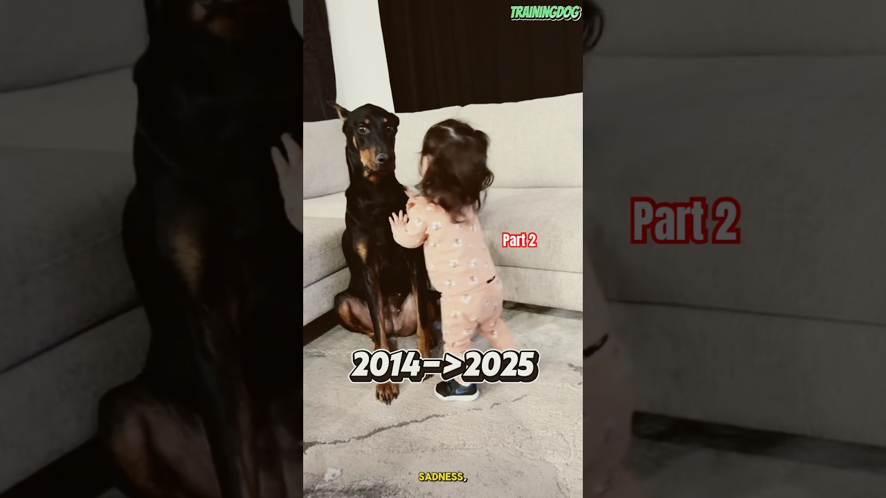 🐕 Dog k9 after 12 year #dog #malinoismonday #k9 #doberman #dogtraining