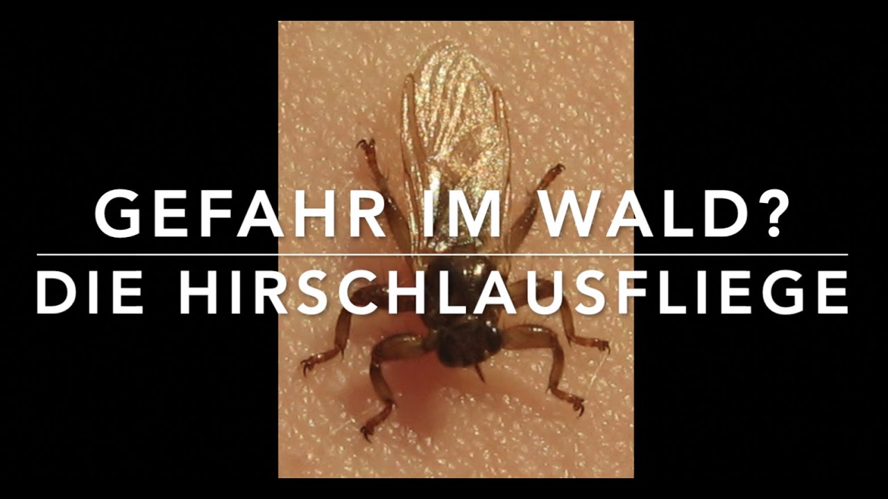 Hirschlausfliege - Gefahr im Wald?