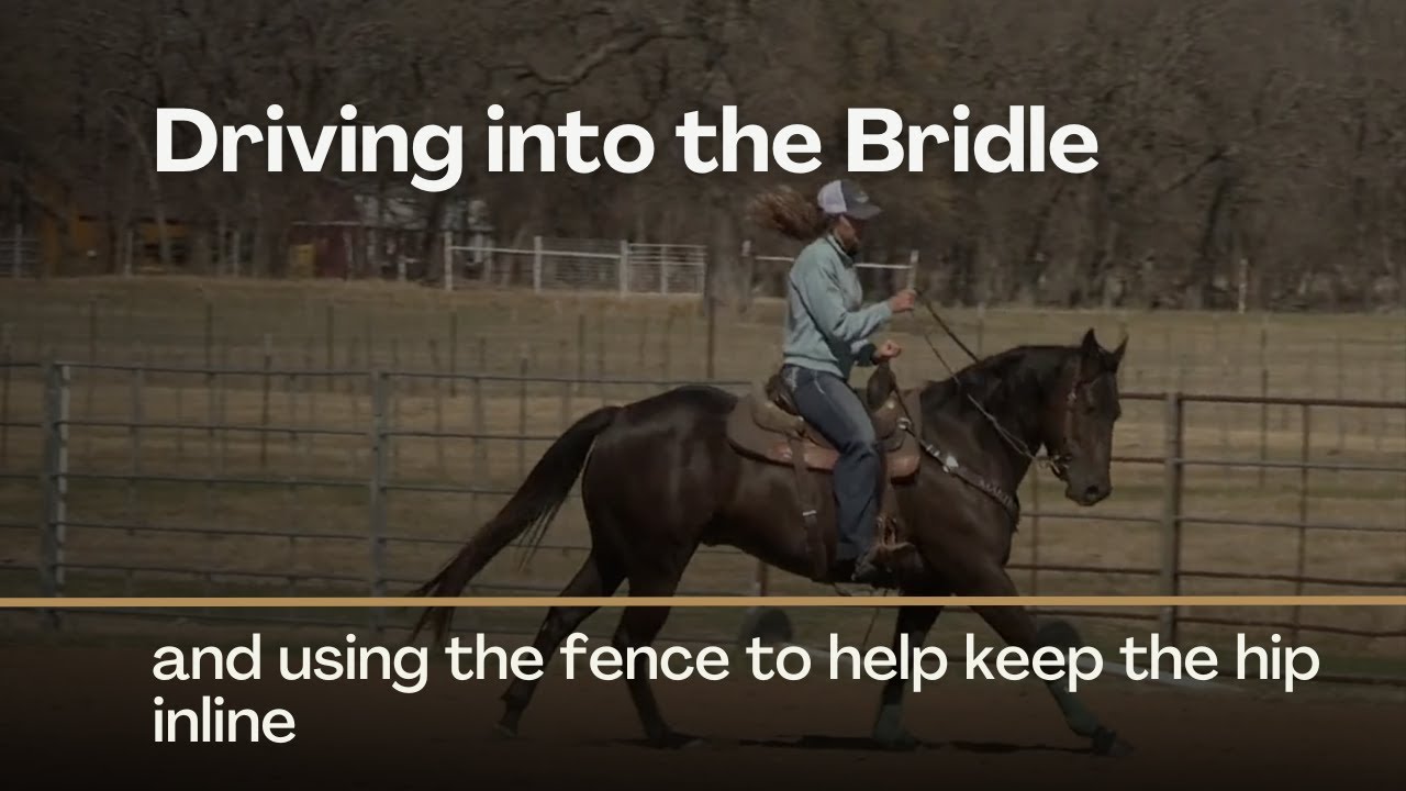 Driving Into the Bridle with Ashley Schafer on Between The Reins