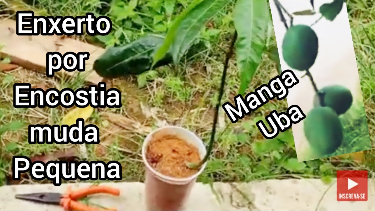 Enxerto de manga por encostia aprenda fazer nesse vídeo muito fácil não falha nenhum 100% garantido