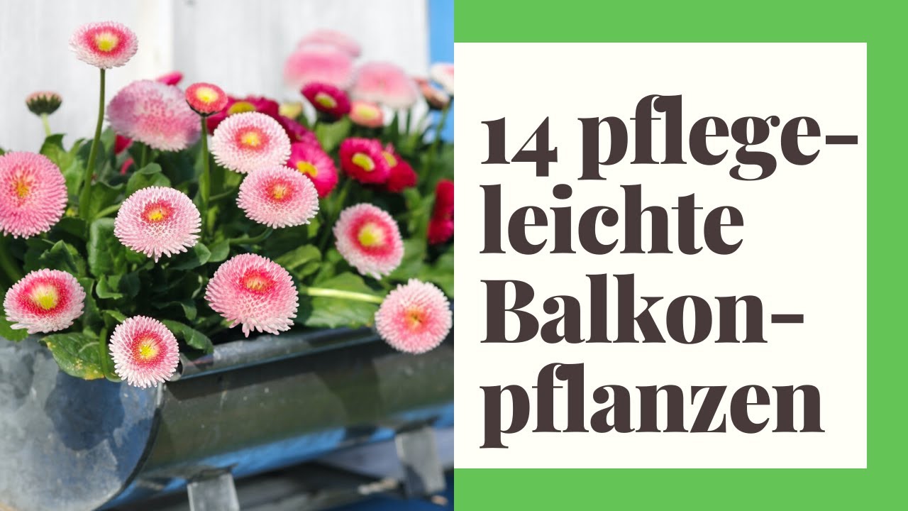 14 pflegeleichte Balkonpflanzen - für einen sonnigen Standort