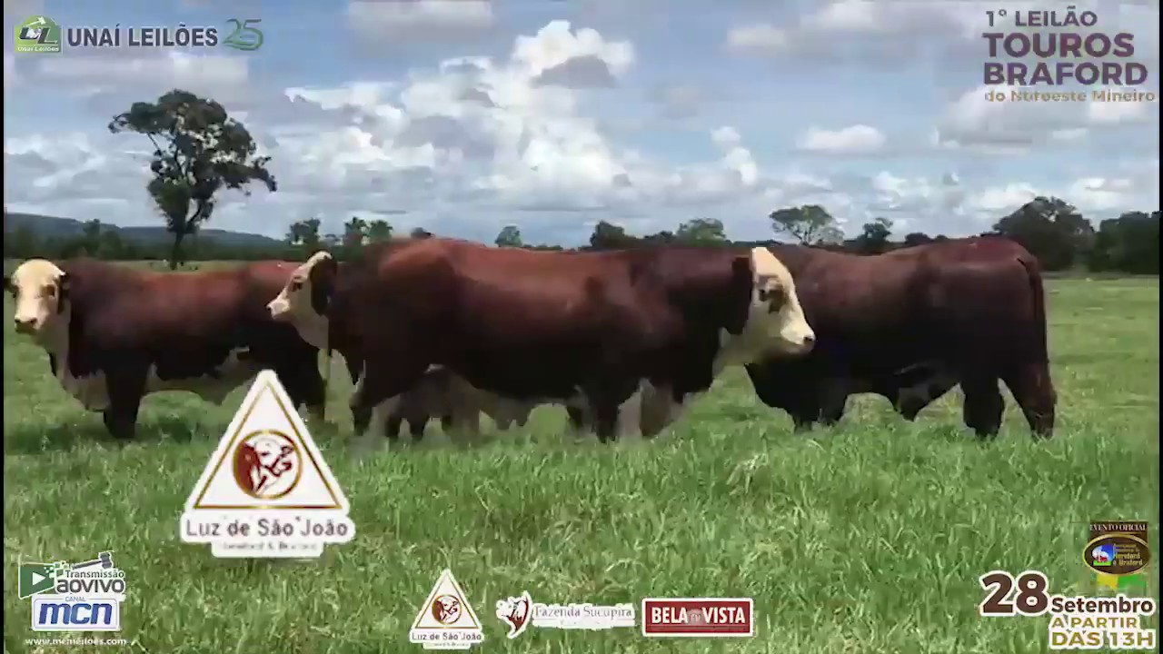 1&deg; Leil&atilde;o Touros Braford - Una&iacute; Leil&otilde;es