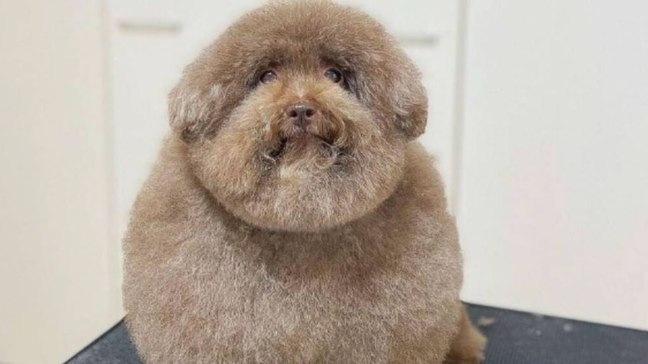 Meet Mohu — the world's cutest dog