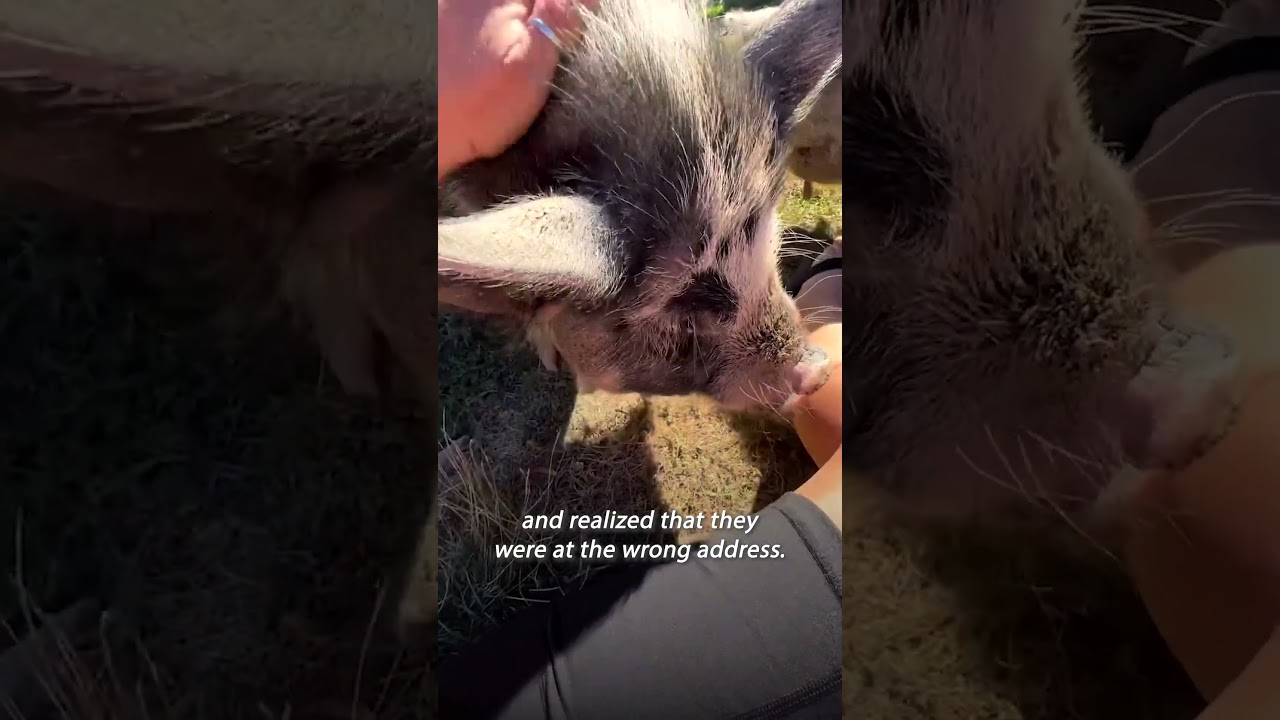 Two pigs accidentally killed at their home
