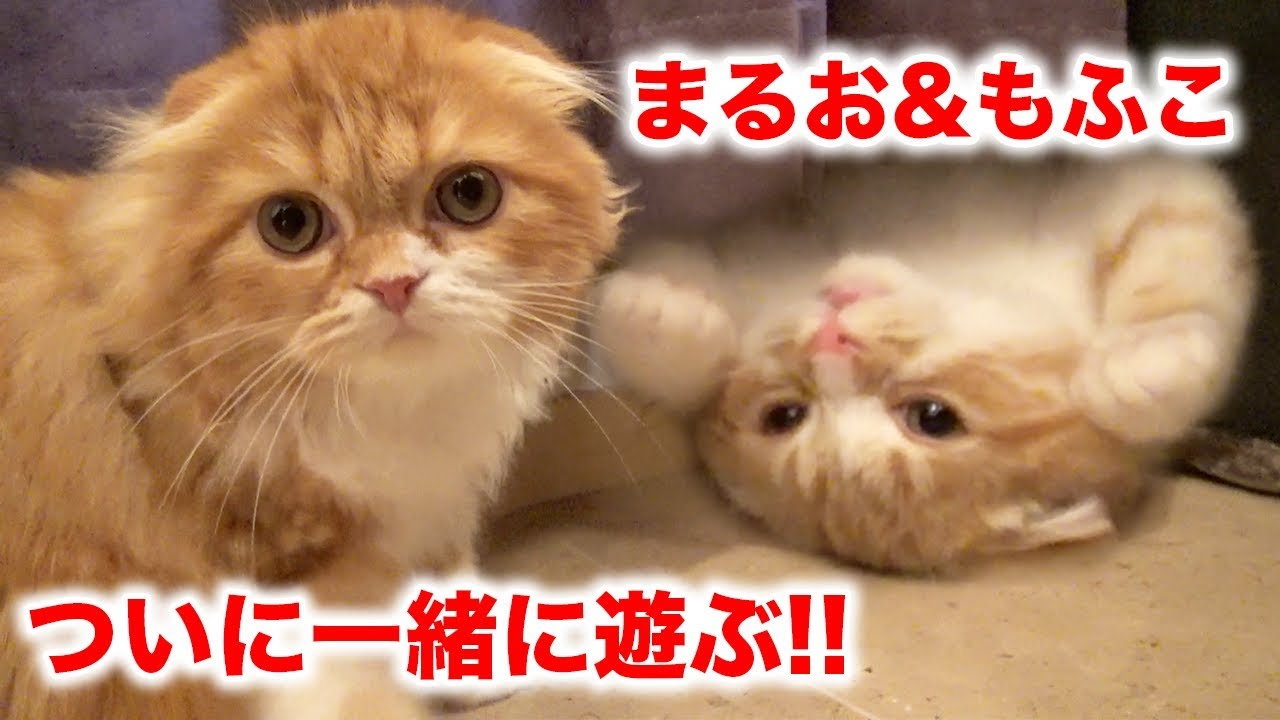 【感動】まるお & もふこがついに一緒に遊びます！【初めて】
