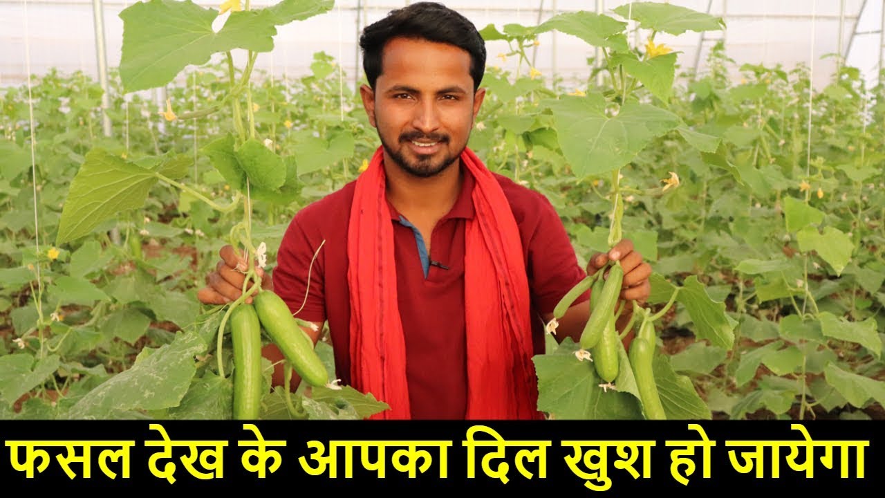 खीरे की खतरनाक-मालामाल खेती 🔥🔥Cucumber Farming in India | Polyhouse vs. Open Field Farming