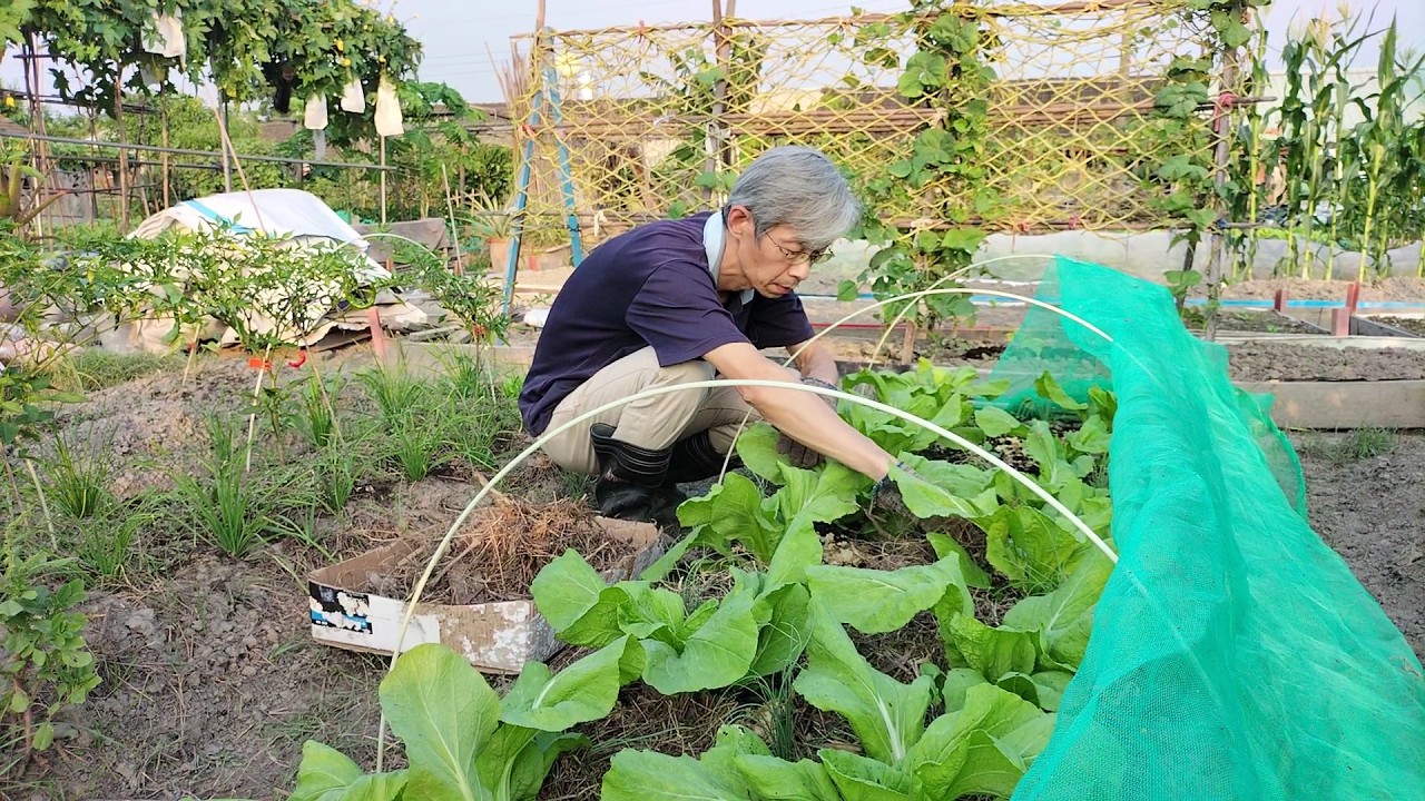 [狐狸菜園] 寒露給蔬菜追肥及覆蓋雜草  順便採收入秋的第一批福山萵苣 Using organic garden fertilizer and harvesting lettuces