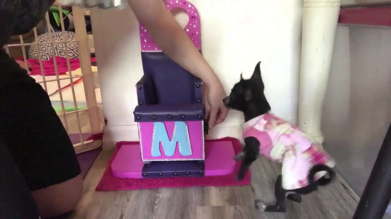 Feeding Chihuahua with Megaesophagus in Bailey Chair