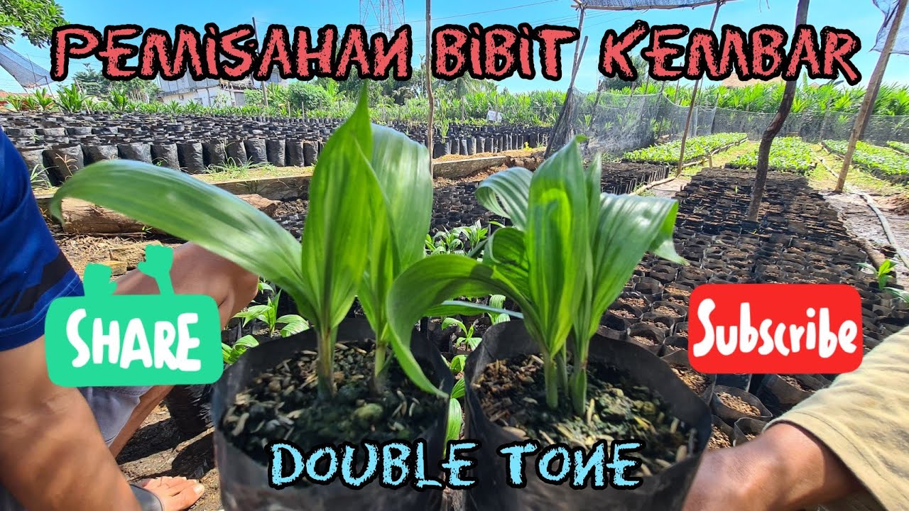 Metode Pemindahan/Pemisahan bibit kembar (double tone) || Pada bibit sawit umur 2 bulan