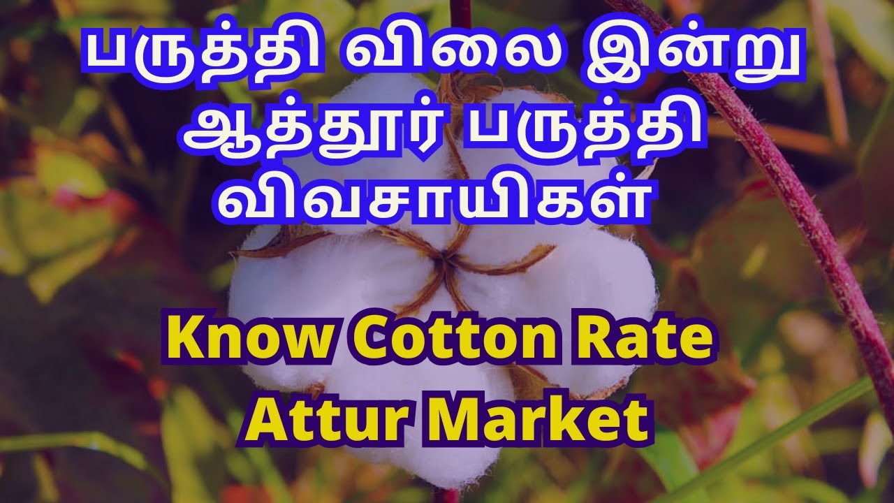 பருத்தி விலை இன்று | ஆத்தூர் பருத்தி விவசாயிகள் | Cotton Rate At Attur | 