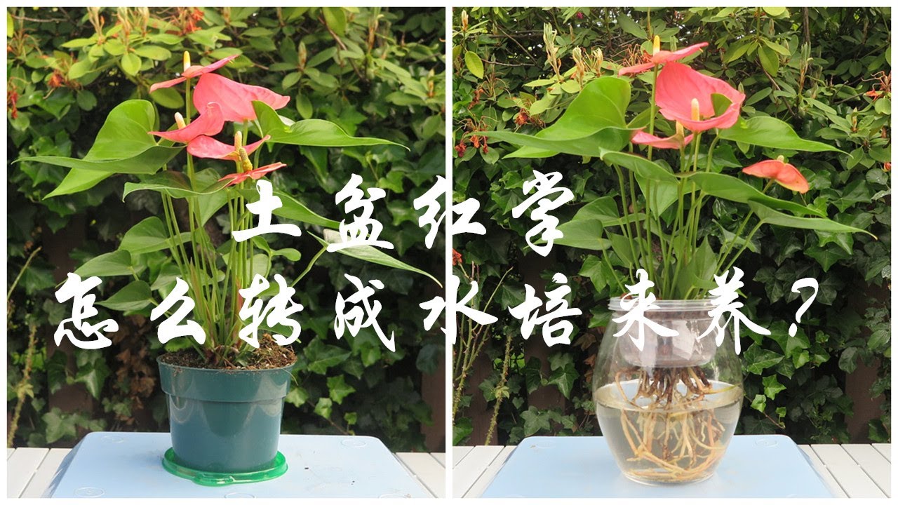 【水培花卉5】红掌怎么从土盆栽种改换成玻璃瓶水培？