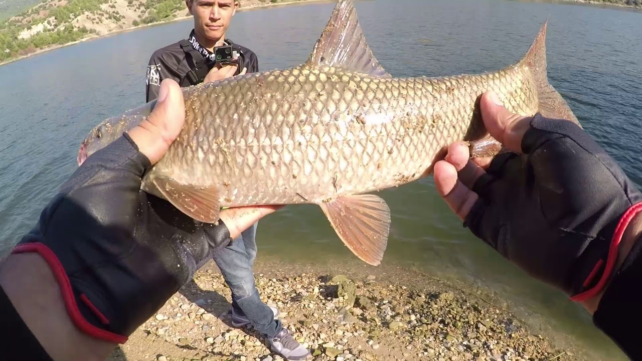 Barbus Avı Atçek ile (Siraz,Bıyıklı,Bekir)