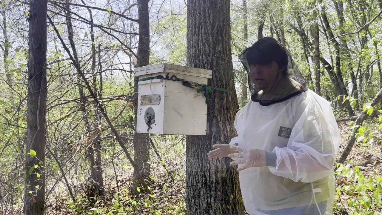 The Art of Catching Honeybee Swarms