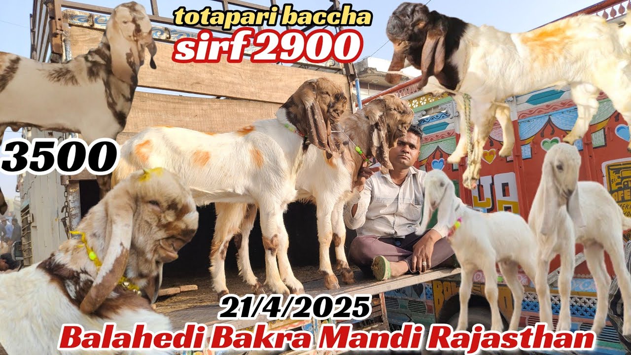 Balahedi Bakra Mandi live update 21/4/2025 Rajasthan Ki Sabse Badi Bakra Mandi