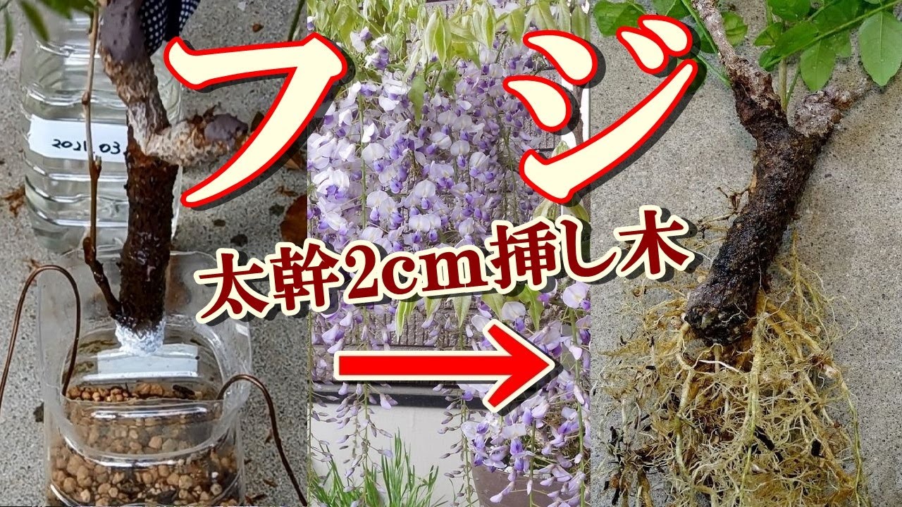 【フジ盆栽】 藤の古木挿し木、幹の太さ2ｃｍ 鉢上げ