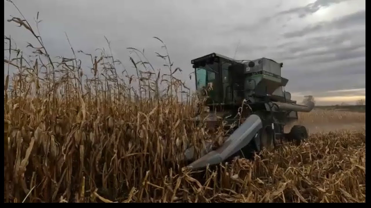 Combining Corn 2024