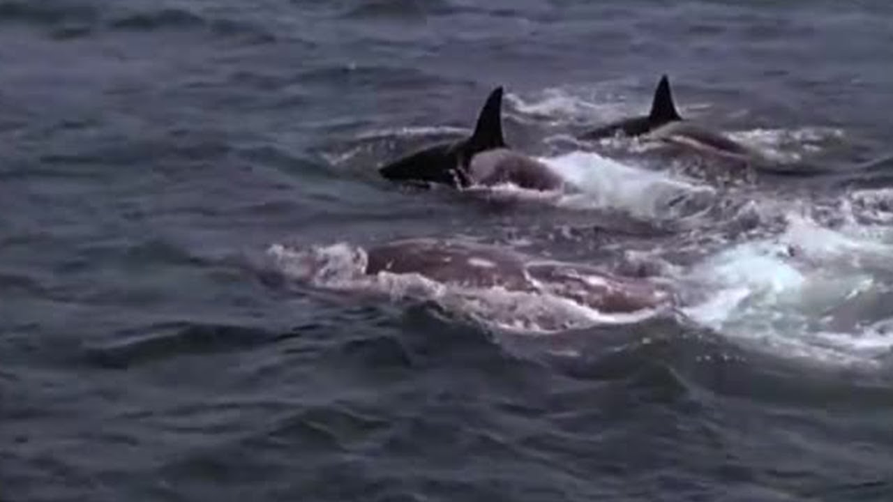 Killer Whales Target Prey | Killer Whale | BBC Earth
