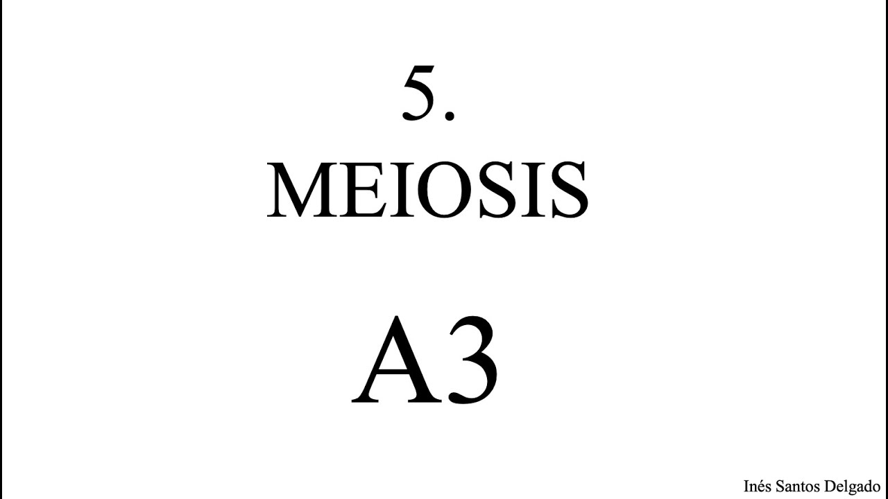 5. Meiosis