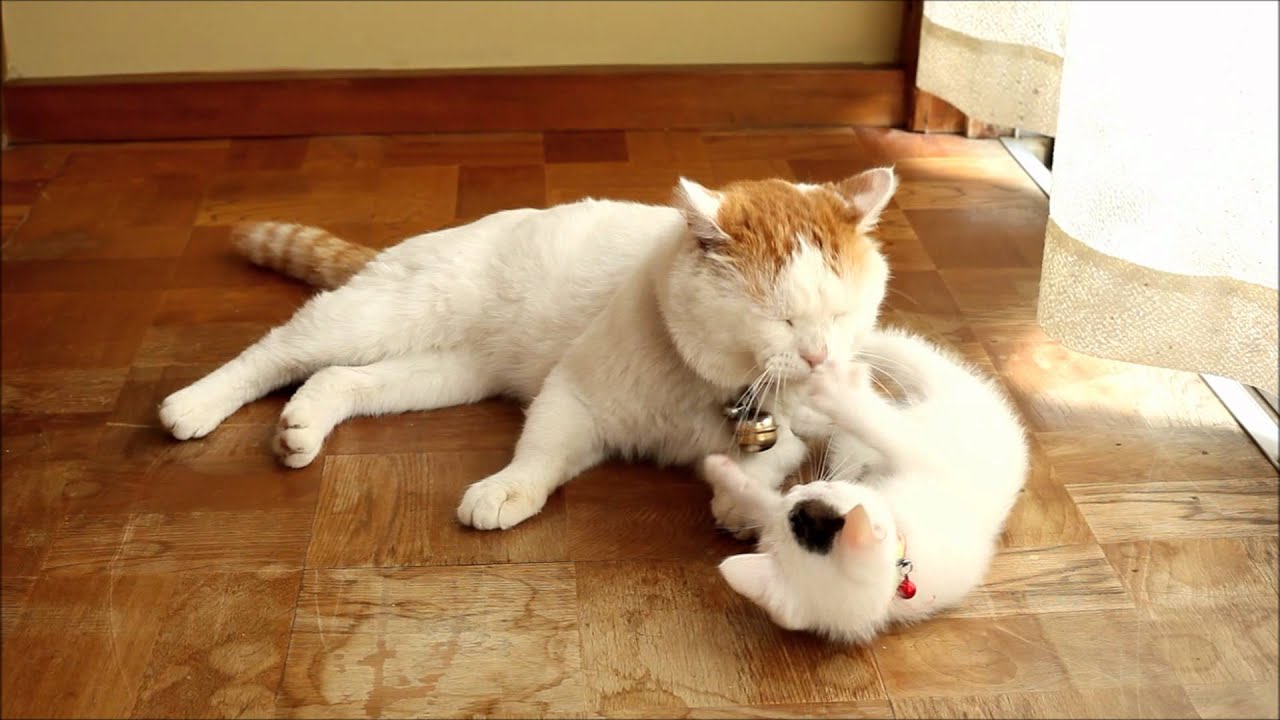 しっぽで遊ばせるしろ　Cat playing with tail