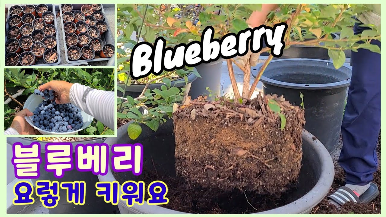 블루베리 키우는 법 / 블루베리 용토 만드는 법 / 블루베리 분갈이 하는 법 / 블루베리 화분 크기 /How to grow Blueberry