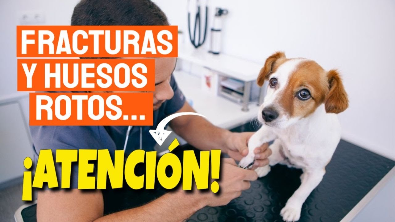 🐶FRACTURAS y HUESOS ROTOS en PERROS 🌡&iquest;Qu&eacute; Hacer?