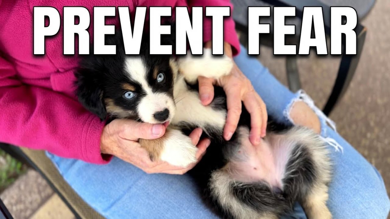 Early Puppy Desensitization Through Gentle Handling