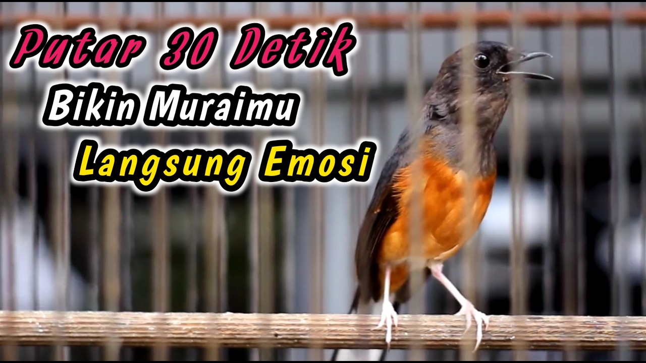 PASTI LANGSUNG RESPON‼️SEKALI DENGAR SEMUA MURAI BATU DIAM PASTI LANGSUNG NGAMUK JADI GACOR NEMBAK