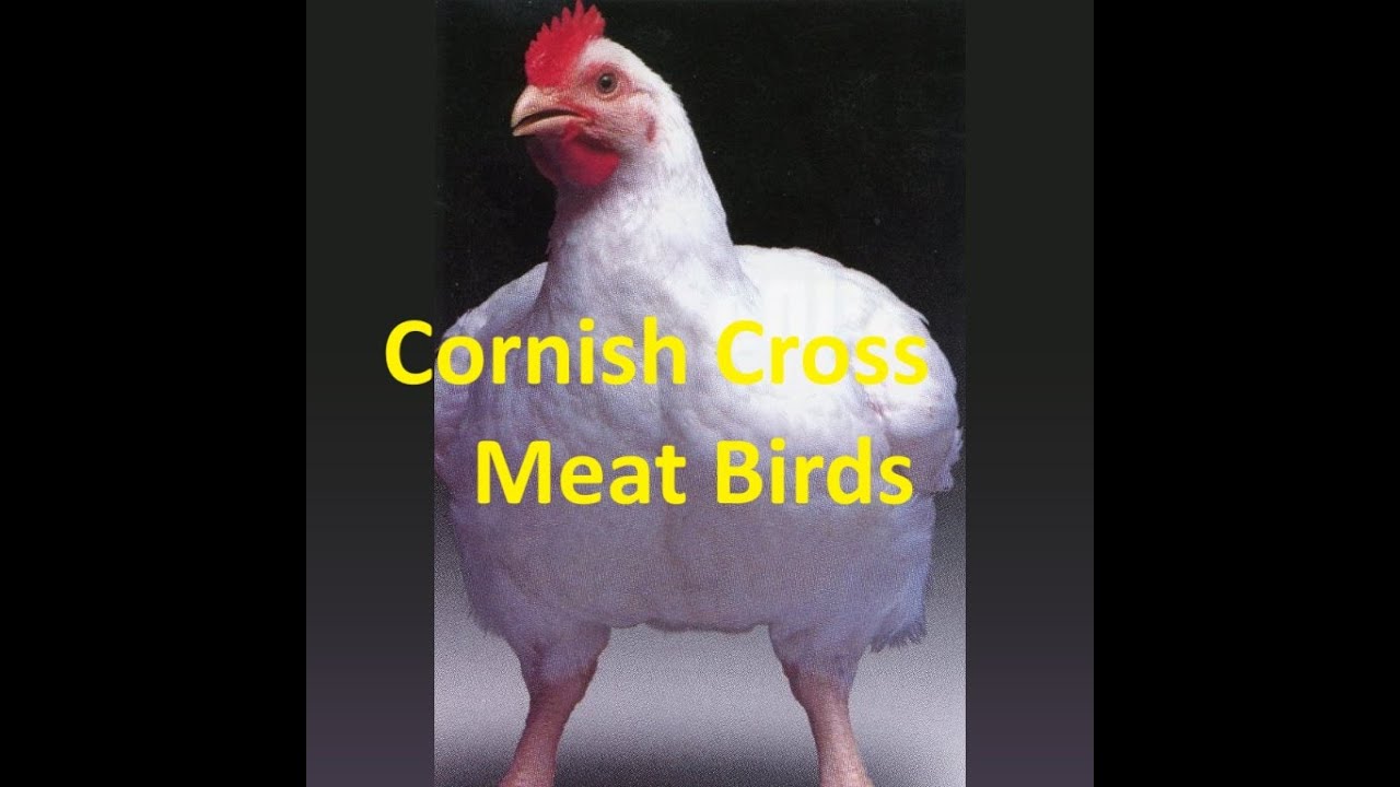 Cornish Cross Meat birds at Froggy Del Rio Farm