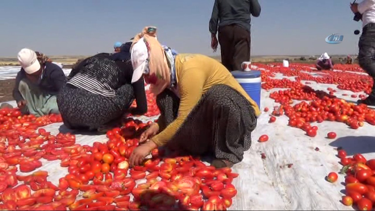 Siverek’te Yılda 500 Ton Kurutulmuş Domates Üretiliyor