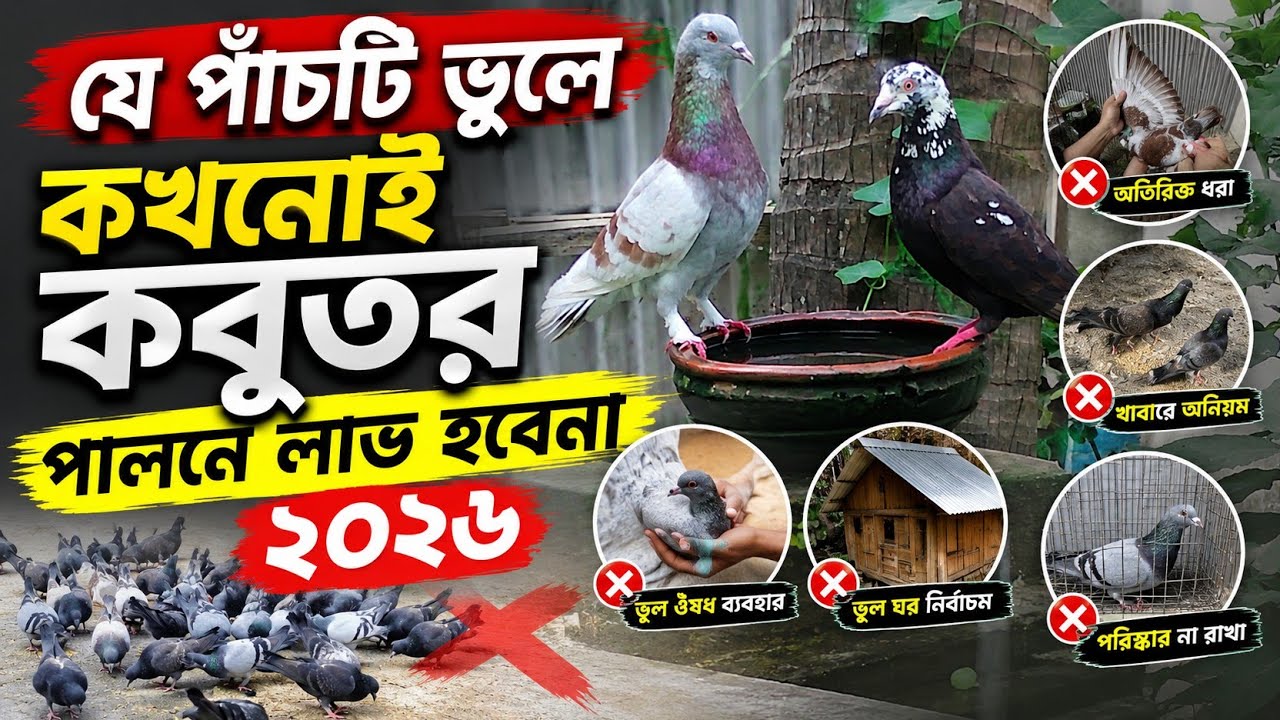  যে পাঁচটি ভুলে কখনোই কবুতর পালনে লাভ হবেনা 🕊️😮😭