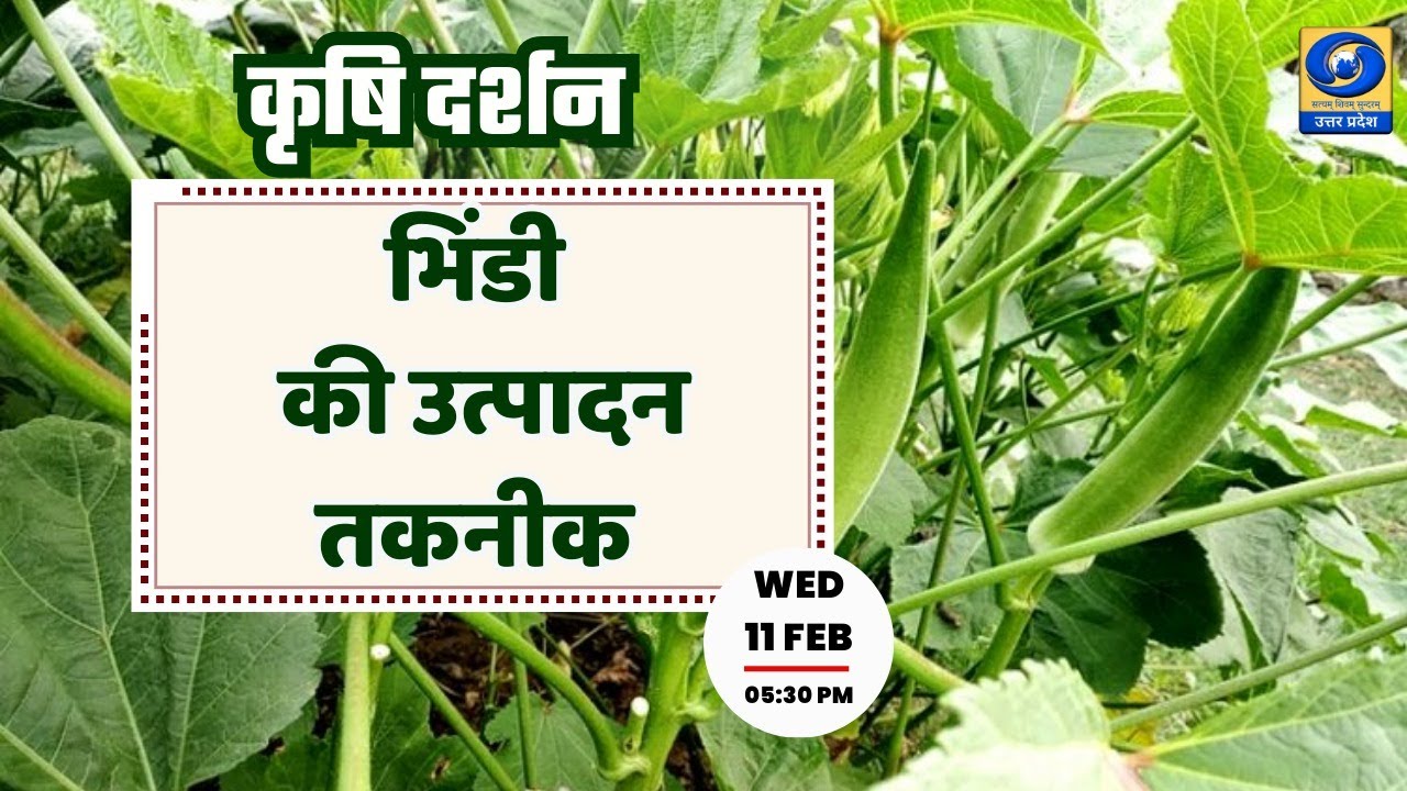 🔴भिंडी की उत्पादन तकनीक । Krishi Darshan 05:30 PM