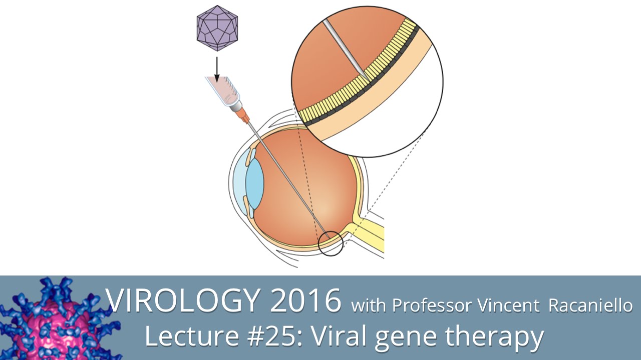 Virology Lectures 2016 #25: Viral gene therapy
