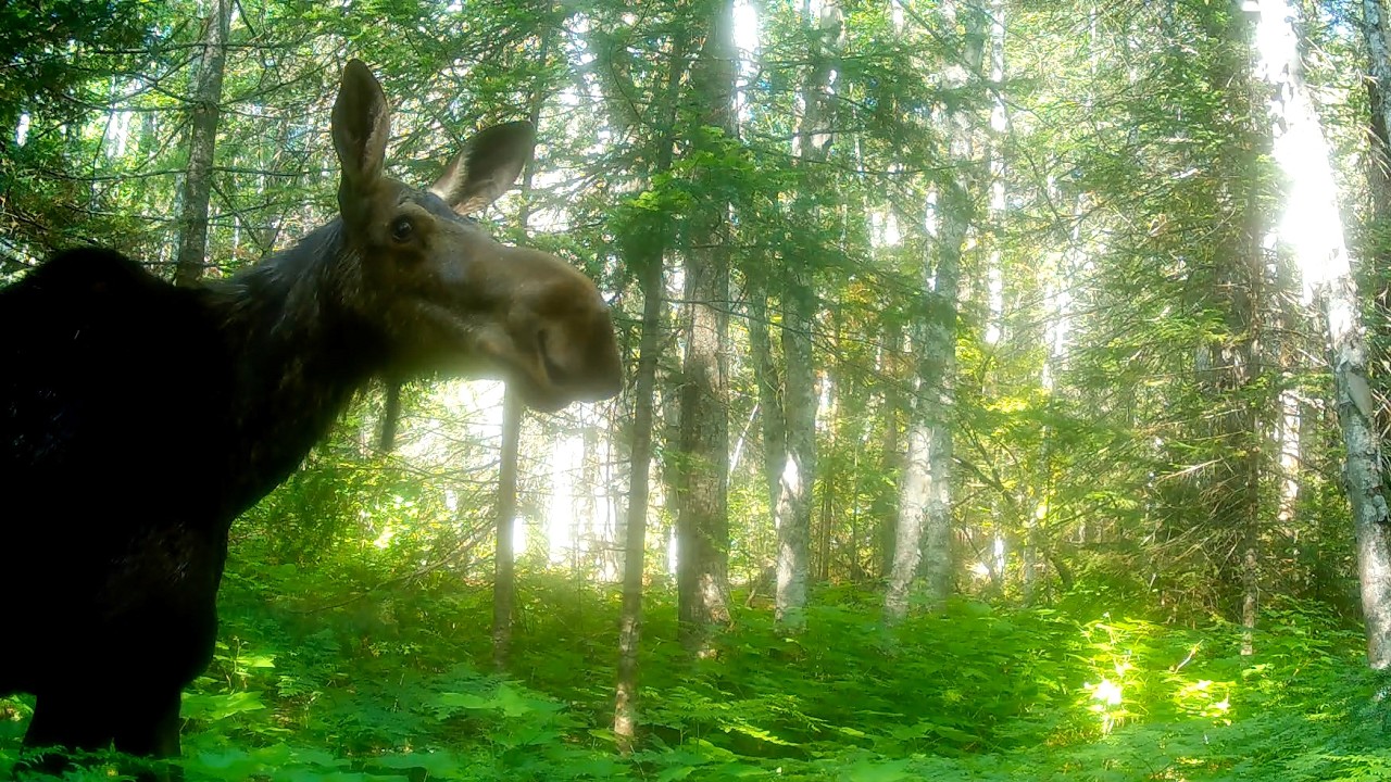 Spring Visitors: Moose Calves, Fox & Pine Marten Caught on Trail Cam at Off-Grid Cabin