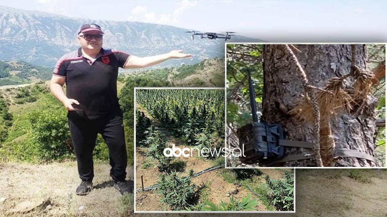 Artan Hoxha: Si ma rrezuan dronin rojet e parcelave te kanabisit | ABC News Albania