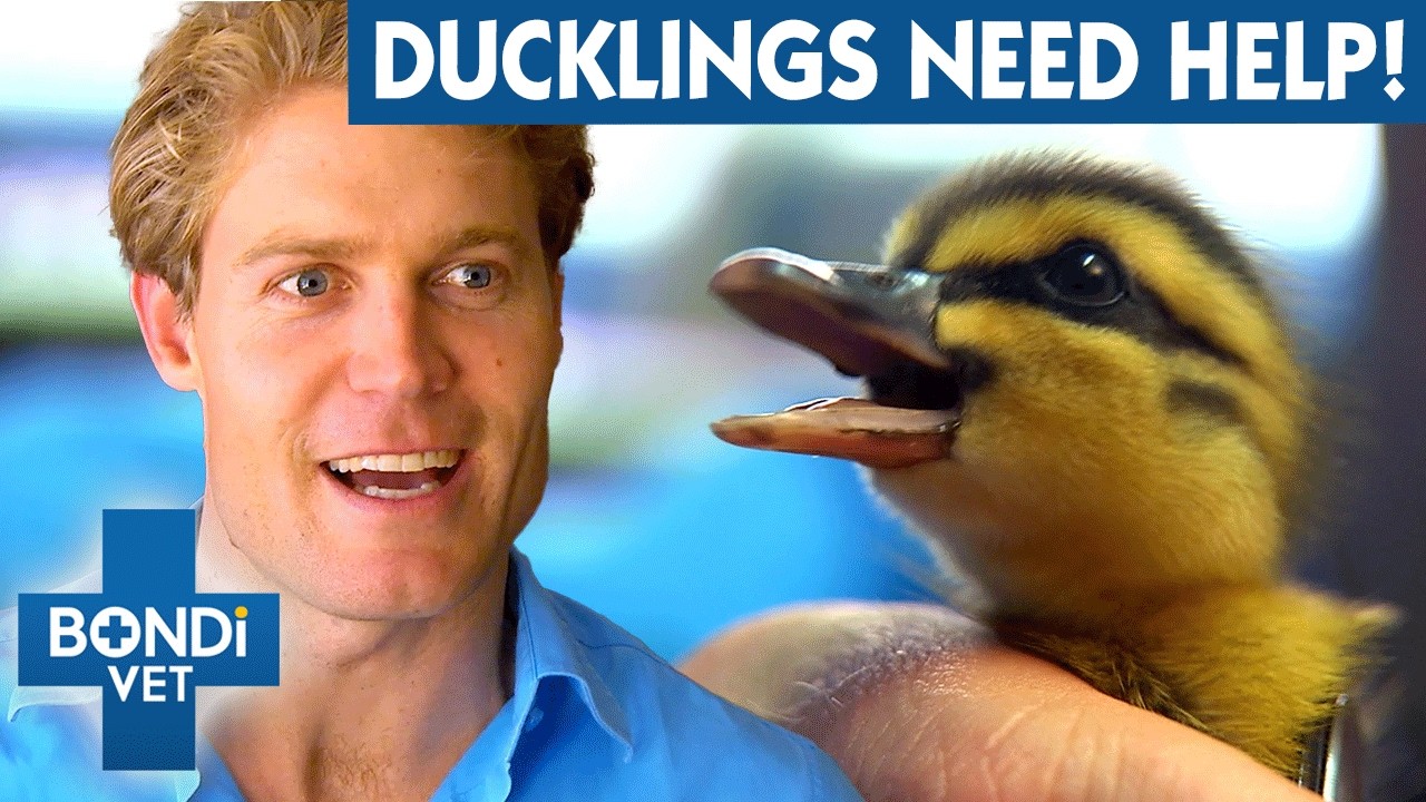9 Starving Ducklings Hatched On Balcony 🥺  Bondi Vet To The Rescue