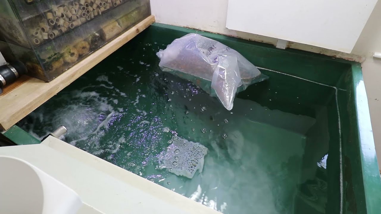 KOI FRY unboxing 2021 🙂