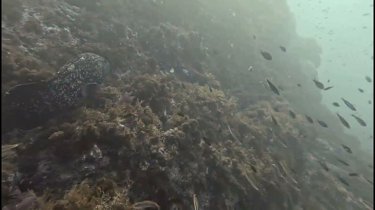 Bajo de Piles II, Cabo de Palos, Diciembre de 2025