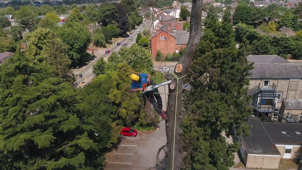 Giant Redwood Removal by Bicester Tree Services Ltd - Horton General Hospital Banbury