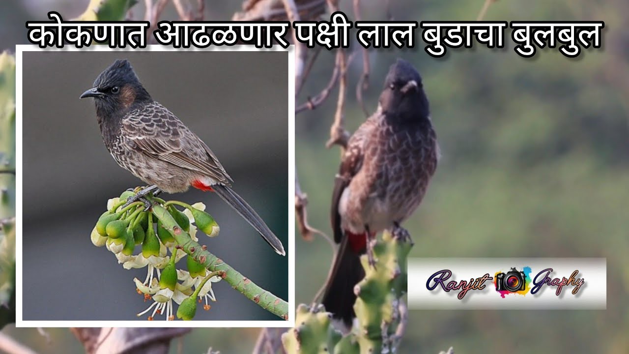 लाल बुडाचा बुलबुल पक्षी 