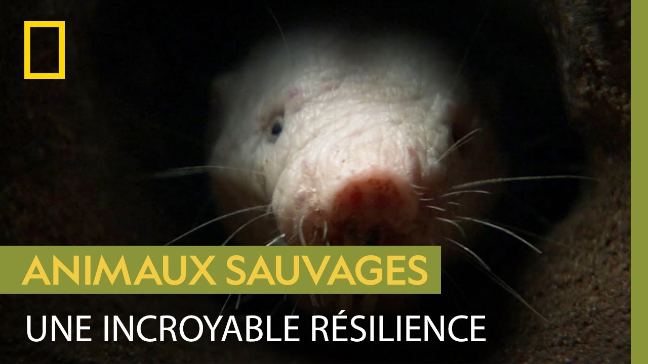 Le rat-taupe nu, spécialiste de la survie