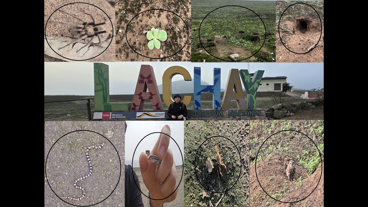 LOMAS DE LACHAY INSECTOS Y ANIMALES