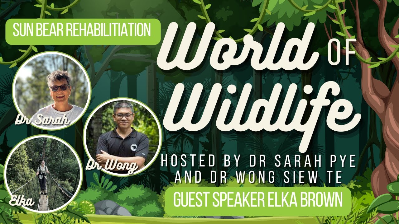 [WOW] Rehabilitation of Borneo Sun Bears [November25]