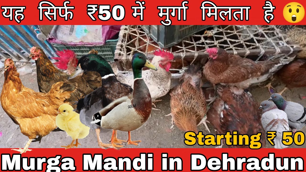 MURGA MANDI IN DEHRADUN
