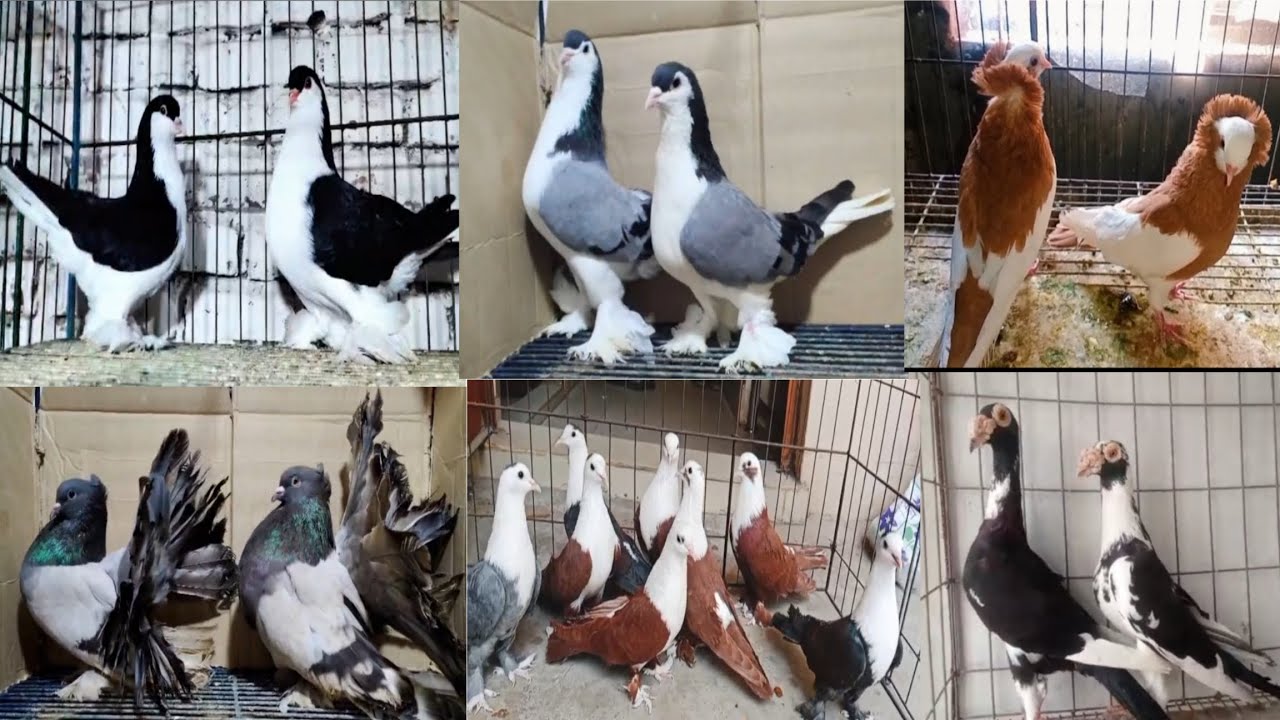#fancy pigeon selling video in Indian #fancy kobutar selling video in Indian #kobutor selling video 