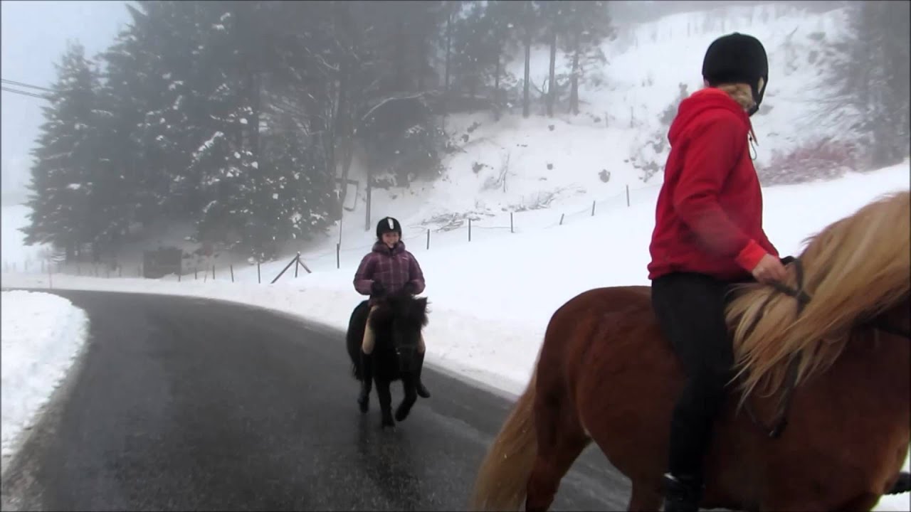 skoleprosjekt Hest