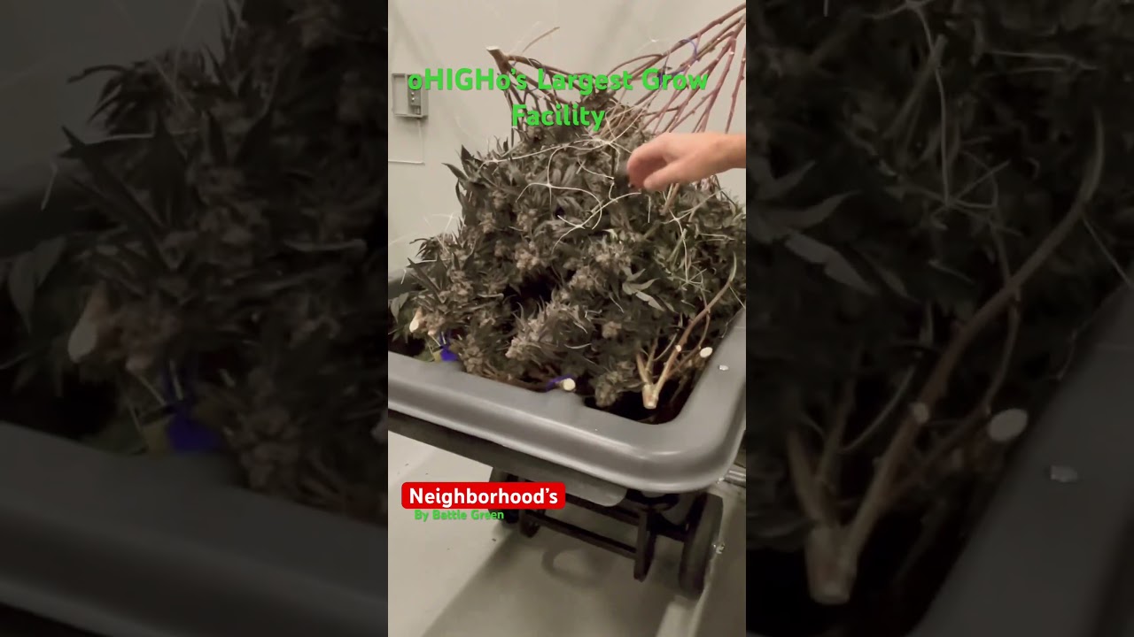 Ohio&rsquo;s Largest Cannabis Grow Facility #cannabiscommunity #cultivation #oHIGHo #216Nugz